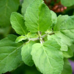 Holy Basil তুলসি পাউডার